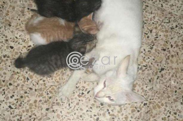 Kittens and mother cat photo 1