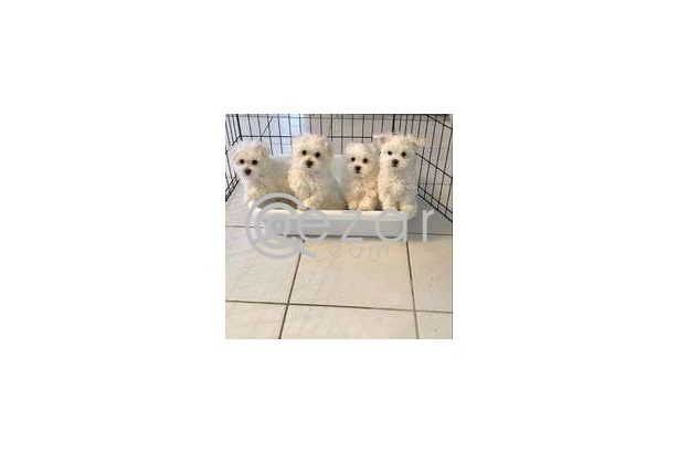 Maltese for  adoption photo 1