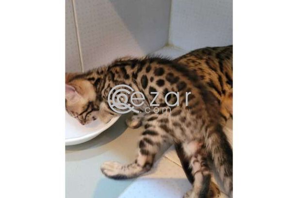 Bengal kitten for adoption photo 1