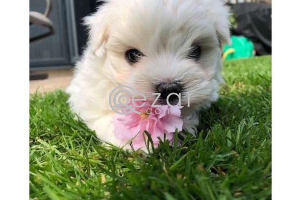 Maltese Puppies for adoption photo 3
