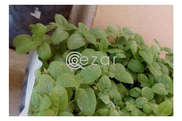 Holy basil tulsi plants a gift photo 3