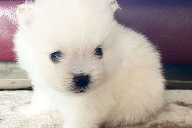 Pomerania Puppies for adoption photo 1