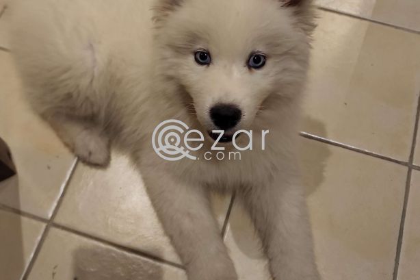 Samoyed Husky for Sale photo 1
