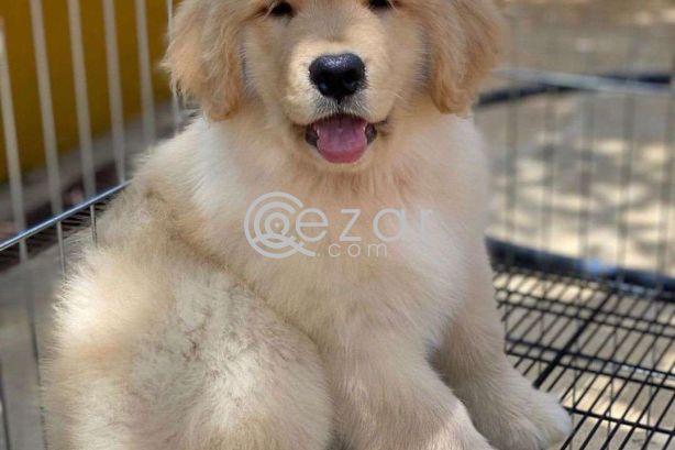 Golden retriever photo 1