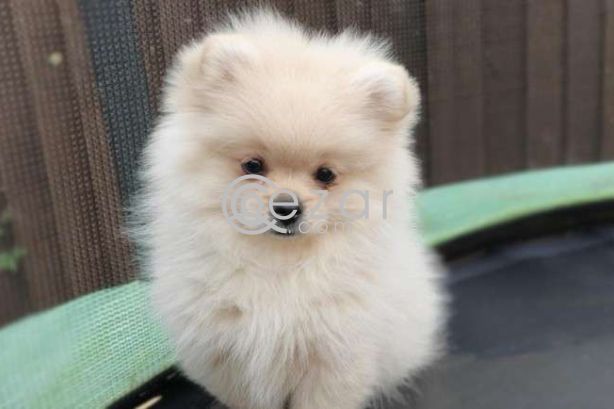 2 Beautiful Pomerania Kc Registered Ready photo 1