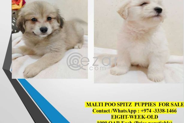 MALTI POO SPITZ  PUPPIES photo 1