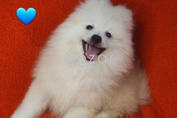 Fluffy Pomeranian Girl Looking For a Home photo 8