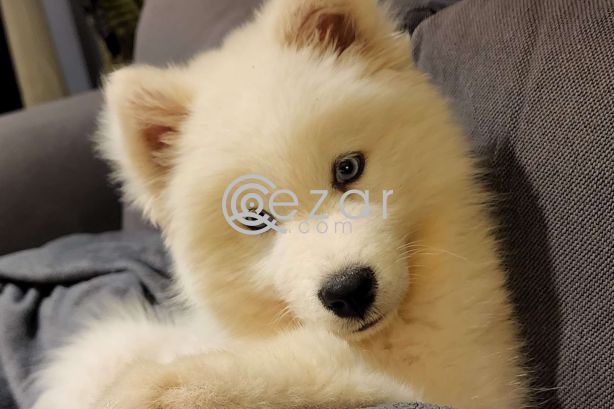 Samoyed Husky for Sale photo 4
