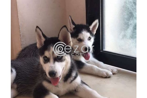 Husky dogs photo 2