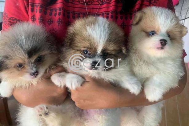 Pomeranian puppy for adoption photo 1