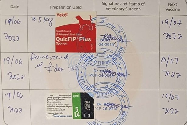 Samoyed Husky for Sale photo 2