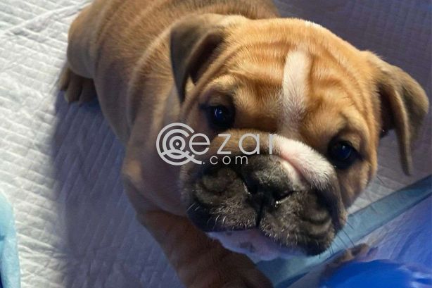 English Bulldog Puppies for sale photo 1