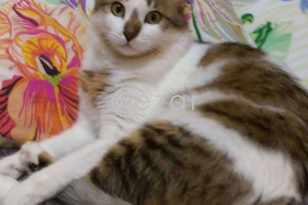 Cat for FREE Adoption! photo 1