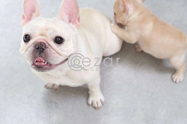 Quality French Bulldog Puppies. photo 2