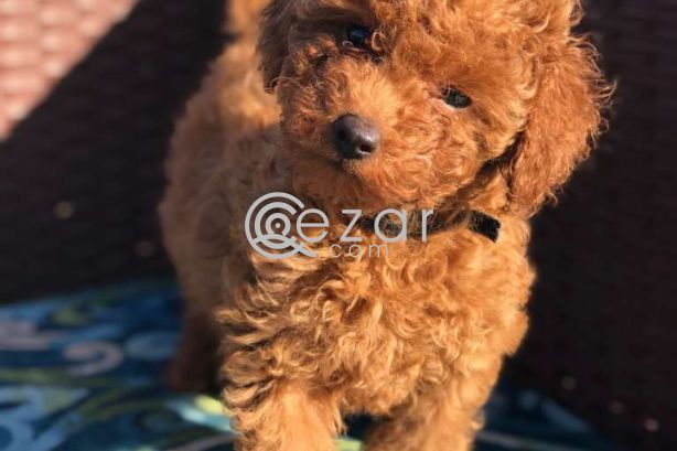 Teacup poodle puppies for adoption photo 1