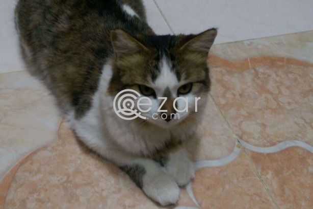 Cat for FREE Adoption! photo 2