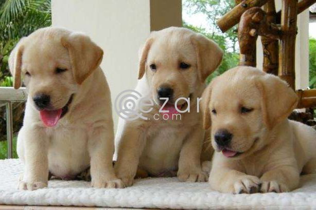 Labrador Retriever Puppies for Rehoming photo 1