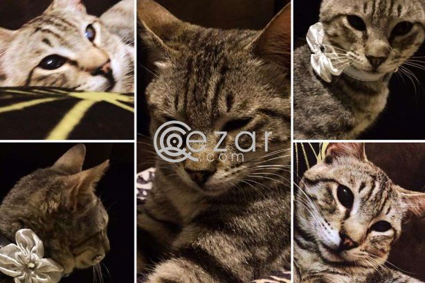 CAT FOR FREE ADOPTION photo 1