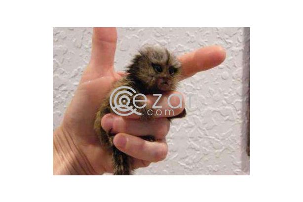 Finger raised Marmoset Monkeys available photo 1