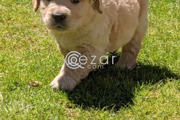 9 Beautiful Golden Retriever Only 4 Left! photo 1