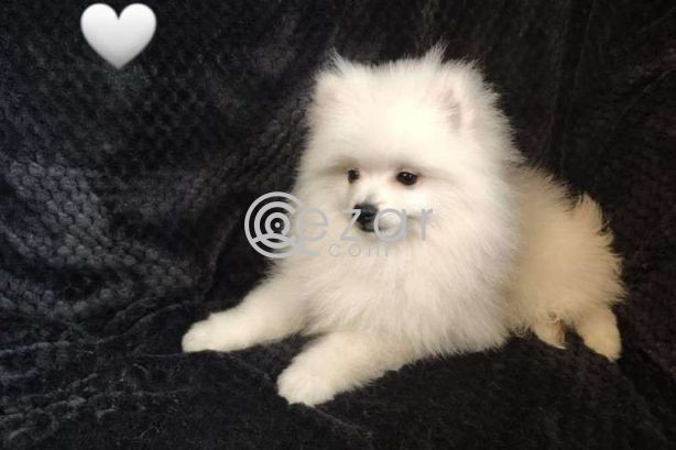 Fluffy Pomeranian Girl Looking For a Home photo 2