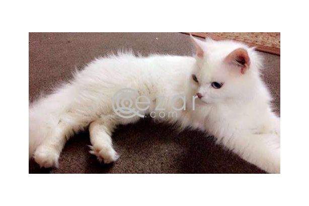 White Feline Cat for sale photo 1