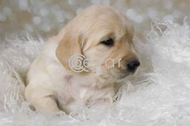 Cute Golden Retriever Puppies. photo 4