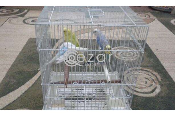 FREE; Colorful & Healthy Birds 2 Pairs with Cage photo 2
