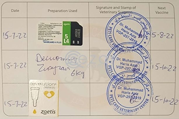 Samoyed Husky for Sale photo 5