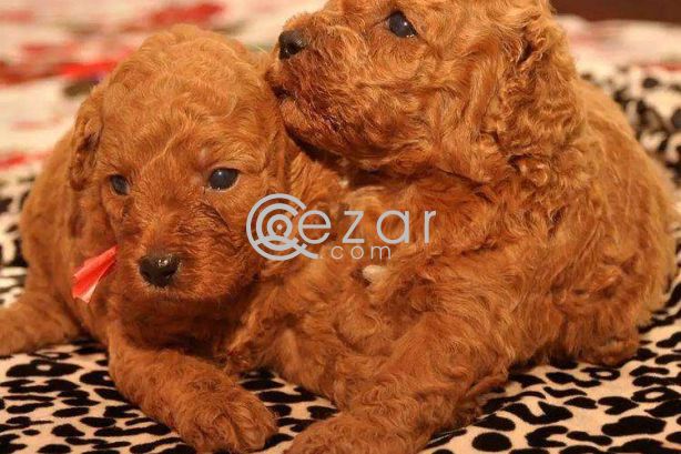 Poodle Puppies available photo 1