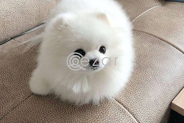 Pominerian puppy for rehoming photo 1