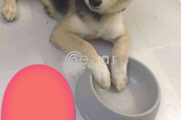 Dog for free adoption photo 2