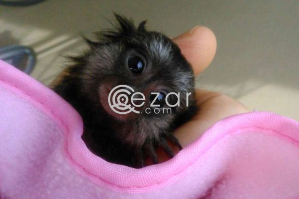 Beautiful Marmoset Monkey for sale photo 1